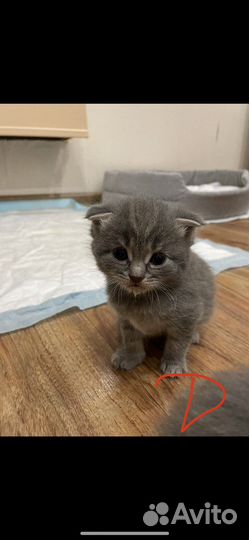 Шотландская