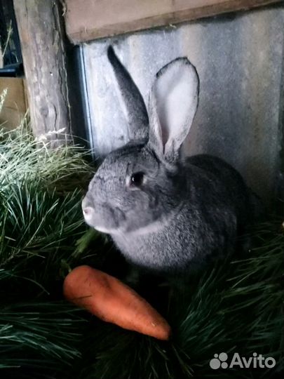 Кролики мясной породы молодые и взрослые