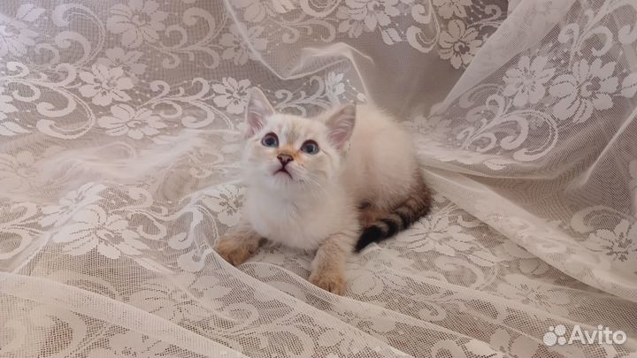 Тайский котёнок