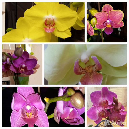 Орхидея фаленопсис