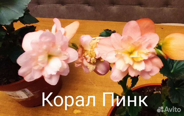 Бегония элатиор