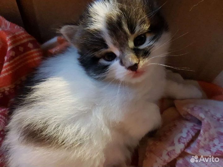 Котенок