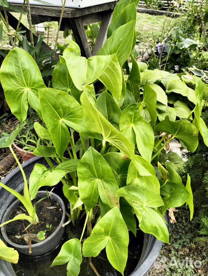 Растения для пруда