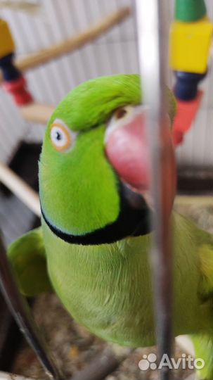 Ожереловый попугай самец