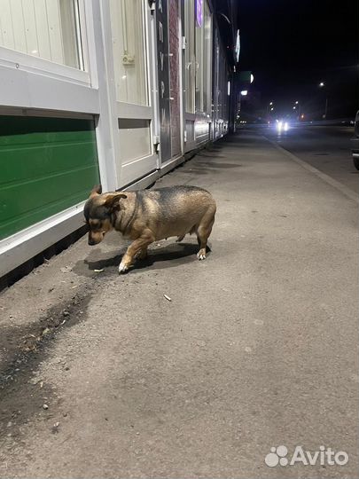 Потерялась собака