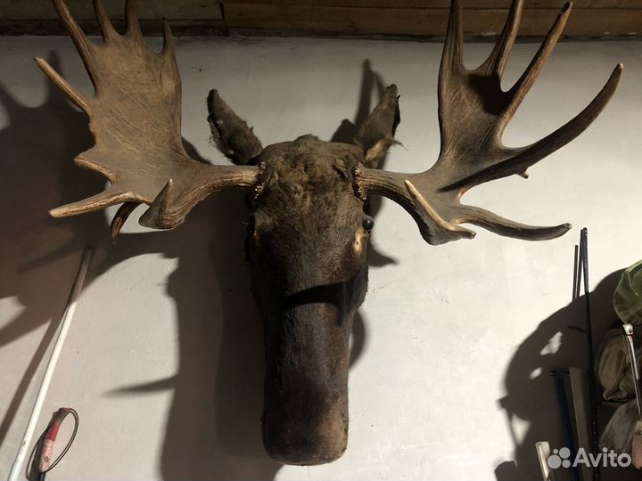 Голова лося