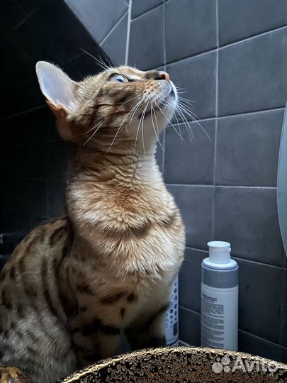 Бенгальские котята