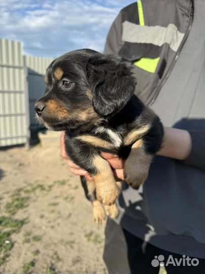 Той-терьер щенок девочка