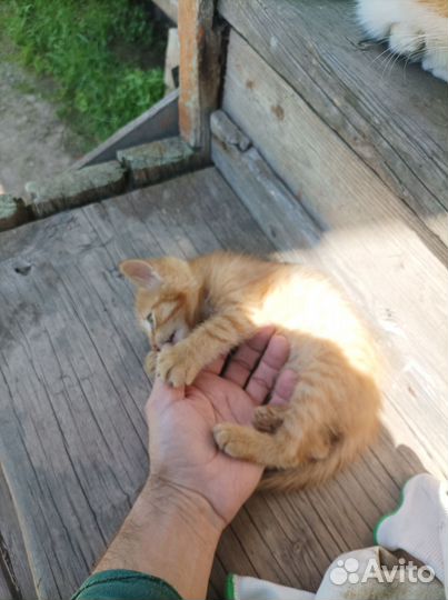 Котенок в добрые руки