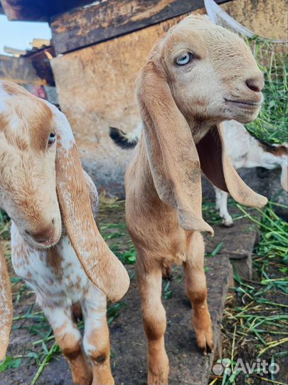 Козочки и козлик нубо-битал %(beetal)