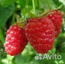 Малина Пшехиба, Блэк Джевел, Карамелька, Вольница