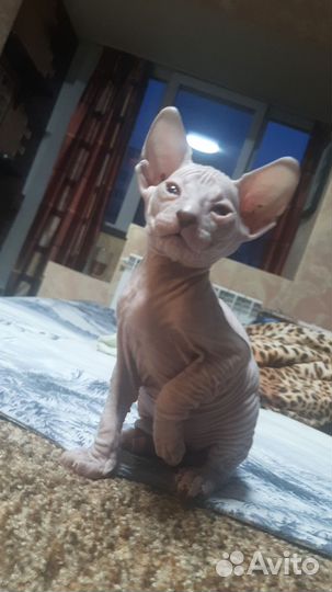 Донской сфинкс котята