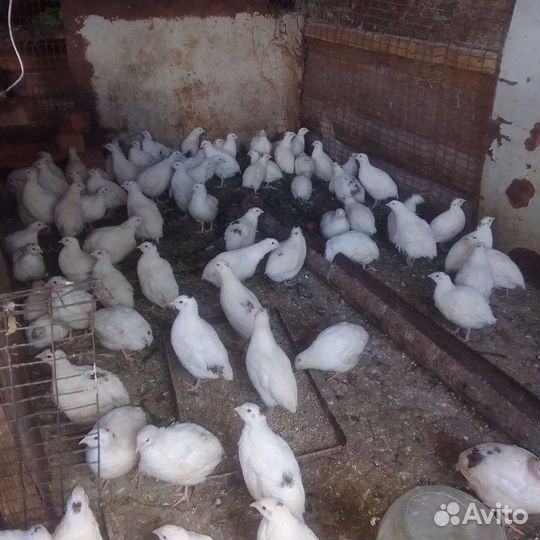 Перепел монжурск