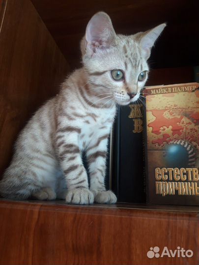 Котенок серебристый табби