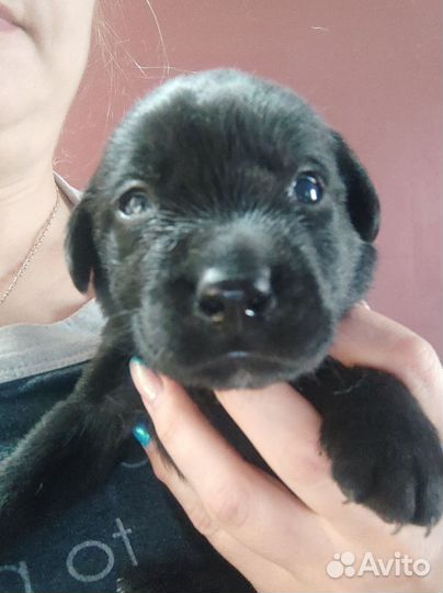 Щенки лабрадора