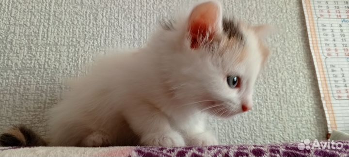 Котята, 2 девочки