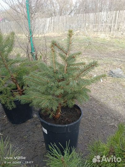 Саженцы хвойных