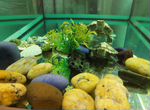 Две красноухие черепахи + аквариум к ним