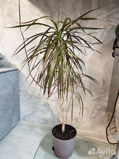 Драцена узколистная