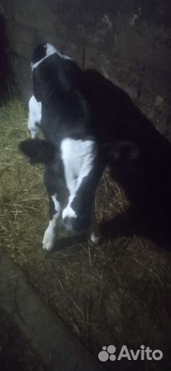 Теленок(бычок)