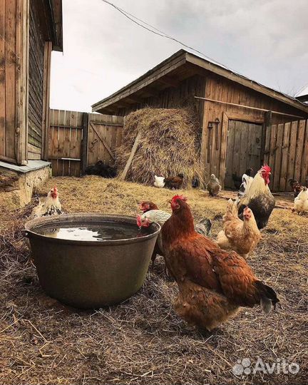 Домашние куриные деревенские яйца куры выгульные