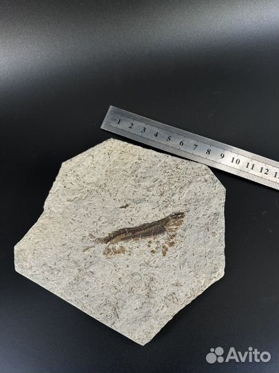 Окаменелая рыба