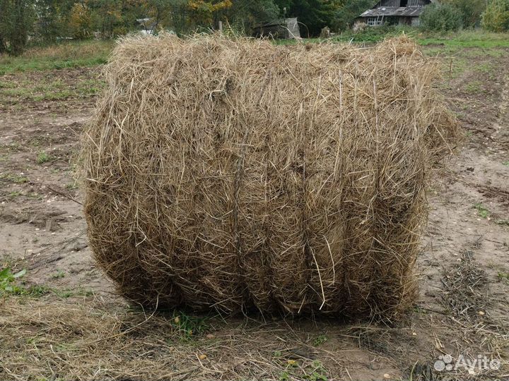 Продам сено в рулонах