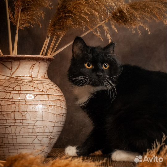 Кошка в добрые руки