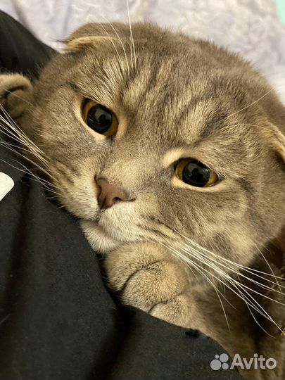 Шотландский вислоухий кот