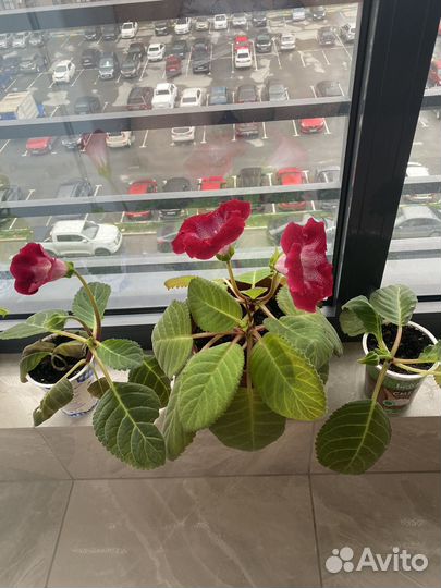 Глоксиния цветущая