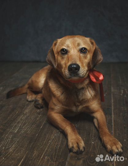 В добрые руки