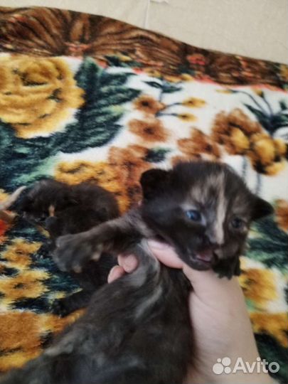 Отдам котят в добрые руки