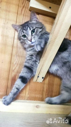 Зеленоглазая кошечка ищет дом