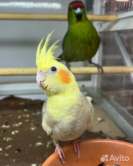 Попугай корелла