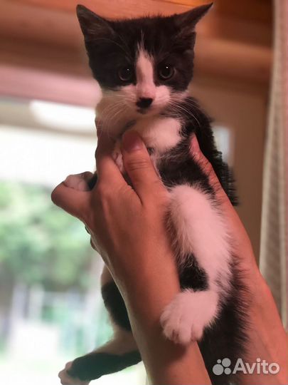 Котенок в добрые руки