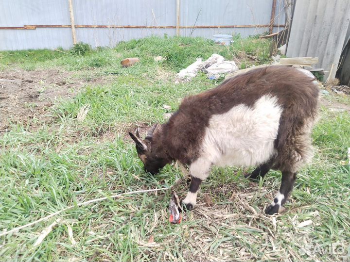 Альпийский козлик обмен