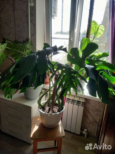 Комнатные цветы манстера