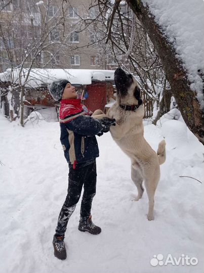 Турецкий Кангал для вязки