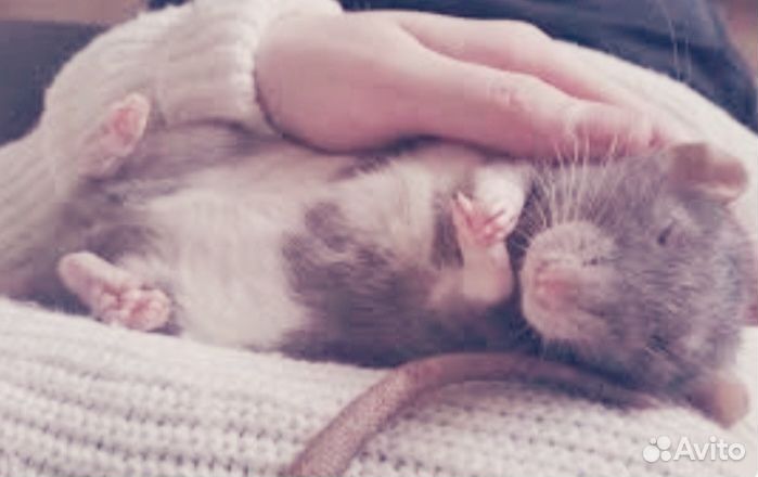 Передержка животных на время