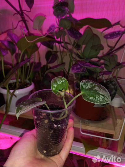 Сциндапсус пиктус сильвер энн