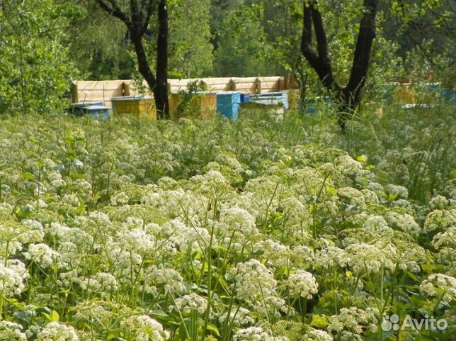 Мед 2024 года натуральный оптом