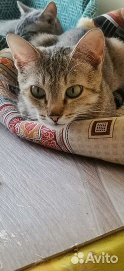 Кошки милашки