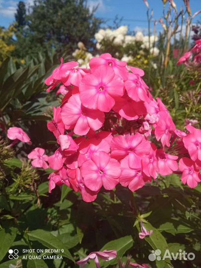 Флоксы сортовые