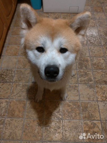 Кобель для вязки