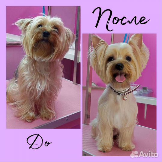 Стрижка собак и кошек груминг