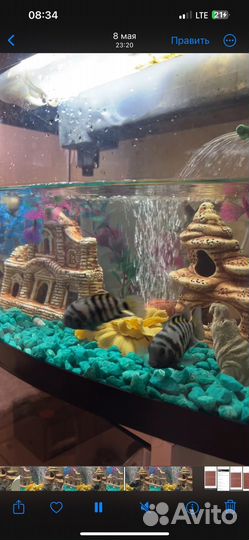 Аквариум с украшением, фильтром и рыбками
