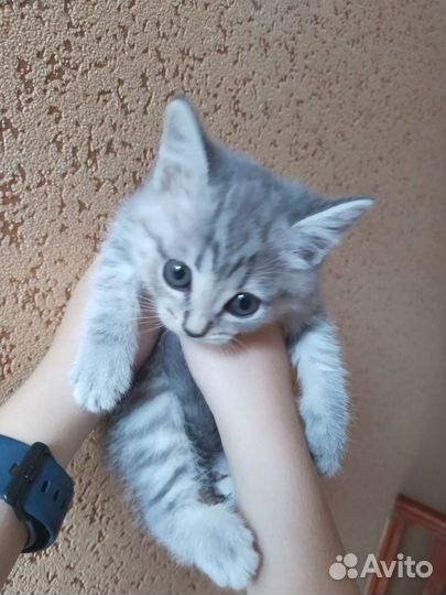 Котята в дар