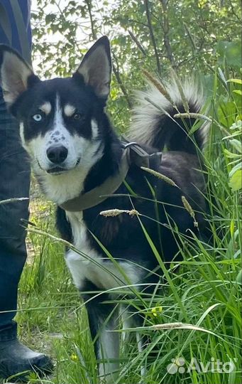 Сибирский хаски