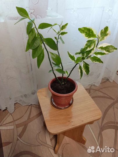 Фикус педилантус