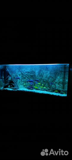 Аквариум